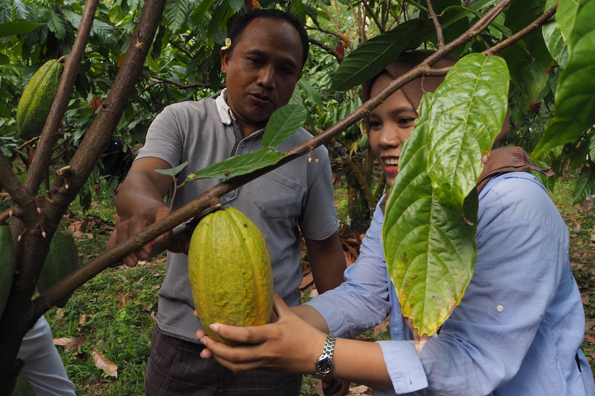 http://www.mongabay.co.id/wp-content/uploads/2018/09/02.-Petani-kakao-Jembrana-saat-menerima-kunjungan-belajar-petani-dari-Sulawesi-Barat.jpg